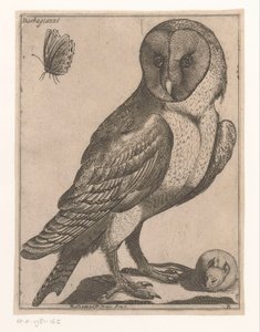 Schleiereule von Jacques de Fornazeris