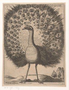 Pfau von Jacques de Fornazeris