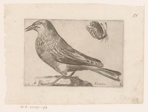 Star (Sturnus vulgaris) von Jacques de Fornazeris