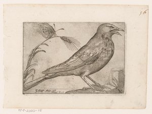 Star (Sturnus vulgaris) Storno (Titel auf Objekt) Vögel (Serientitel) von Jacques de Fornazeris