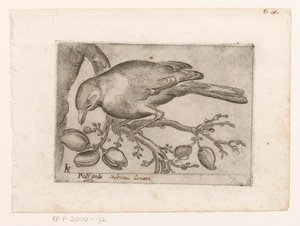 Vogel von Jacques de Fornazeris
