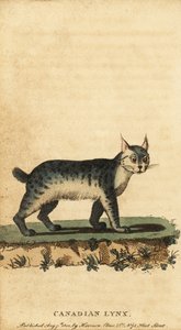 Kanadischer Luchs, Lynx canadensis (Kupferstich)
