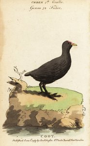 Blässhuhn, Fulica atra