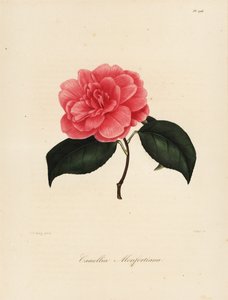 Camellia japonica Sorte, Camellia monfortiana von Jakob (after) Jung