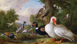 Verschiedene Enten an einem Teich