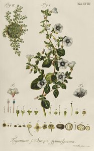 Winde: Teganium f. Atropa gymnosperma aus "Plantae Rariores" von Jakob Christoph Keller