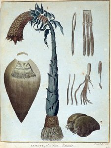 Banane - in „Reise nach Nubien und Abessinien unternommen, um die Quellen des Nils zu entdecken, in den Jahren 1768 bis 1772“, von James Bruce, Bd. 1, Paris von James Bruce
