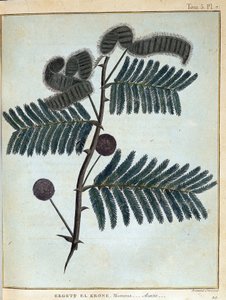 Ergett el Krone, Mimose - Akazie - in „Journey in Nubia and Abyssinia undertaken to discover the sources of the Nile during the years 1768 a 1772“, von James Bruce, vol. 1, Paris von James Bruce