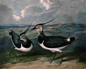 Regenpfeifer, Tafel 9 von British Feather Game von James (after) Barenger
