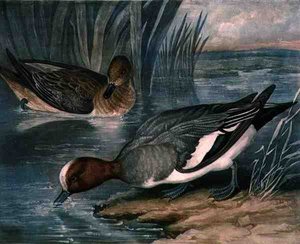 Pfeifenten, Tafel 6 von British Feather Game, graviert von Charles Turner