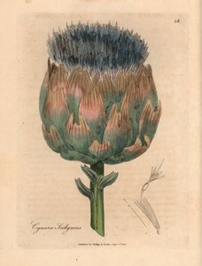 Blau und lila blühende Artischocke, Cynara scolymus, aus einer botanischen Illustration von James Sowerby aus William Woodville und Sir William Jackson Hookers "Medical Botany" 1832 (handkolorierter Kupferstich) von James (after) Sowerby