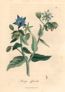 Blau blühende Borretsch, Borago officinalis, aus einer botanischen Illustration von James Sowerby aus William Woodville und Sir William Jackson Hooker
