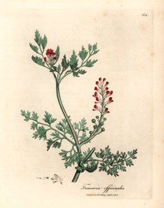 Karminrote Blüten-Fumitory, Fumaria officinalis, aus einer botanischen Illustration von James Sowerby aus William Woodville und Sir William Jackson Hooker