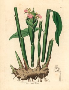Schmalblättriger Ingwer, aus einer botanischen Illustration von James Sowerby aus William Woodville und Sir William Jackson Hooker