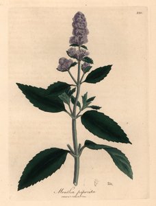 Lila blühende Pfefferminze, Mentha piperita, aus einer botanischen Illustration von James Sowerby aus William Woodville und Sir William Jackson Hookers "Medical Botany" 1832 (handkolorierter Kupferstich) von James (after) Sowerby