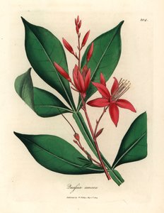 Rot blühende bittere Quassia, Quassia amara, aus einer botanischen Illustration von James Sowerby aus William Woodville und Sir William Jackson Hooker