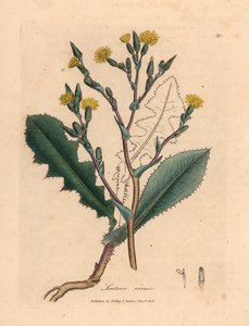 Gelb blühender Wilder Lattich, Lactuca virosa, aus einer botanischen Illustration von James Sowerby aus William Woodville und Sir William Jackson Hookers "Medical Botany" 1832 (handkolorierter Kupferstich) von James (after) Sowerby