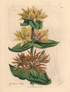 Gelber Enzian, aus einer botanischen Illustration von James Sowerby aus William Woodville und Sir William Jackson Hooker