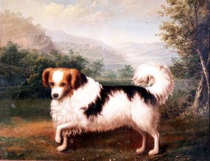 Ein Phallene-Papillon in einer Hochlandlandschaft