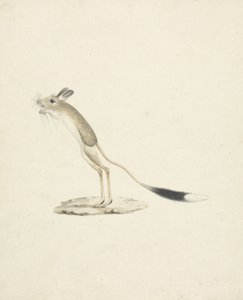Jerboa Nr. 4