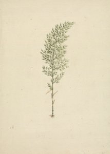Arundinaria alpina K. Schum. (Afrikanischer Bambus): fertige Zeichnung der Pflanze mit Wurzeln