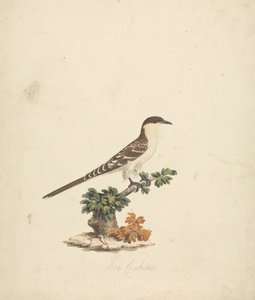 Bienenkuckuck von James Bruce