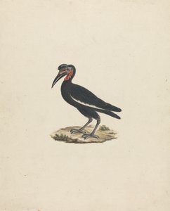 Bocorvus abyssinicus (Abyssinischer Hornrabe)