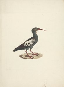 Bostrychia carunculata (Warzenibis)