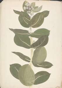 Calotropis procera (Ait.) Ait. f. (Apfel von Sodom, Aurikularbaum): fertige Zeichnung der blühenden und fruchtenden Pflanze