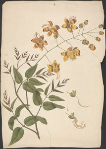 Cassia Fistula (Purgier-Kassie): fertige Zeichnung eines belaubten Triebs mit Blüten