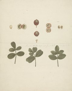 Commiphora gileadensis (L.) C. Chr. (Balsam von Gilead, Opobalsam): fertige Zeichnung von Früchten, zerlegten Früchten und Blättern von James Bruce