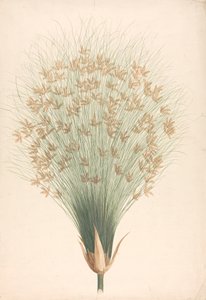 Cyperus papyrus L. (Papyrus-Segge): fertige Zeichnung des Blütenstands von James Bruce