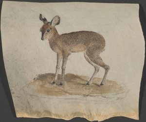 Dik-dik von James Bruce