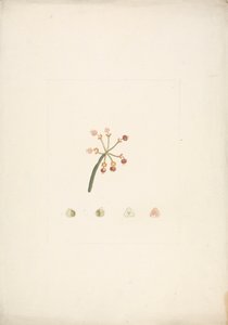 Euphorbia nubica N.E. Br. (Nubische Wolfsmilch): fertige Zeichnung eines blühenden und fruchtenden Triebs, mit Details der Blütendissektionen