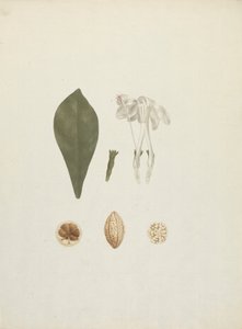 Gardenia ternifolia Schum. & Thonn. (Jovis-Tonantis): fertige Zeichnung mit zusätzlichen Details der Frucht