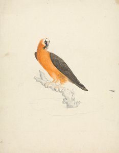 Gypaetus barbatus (Bartgeier)