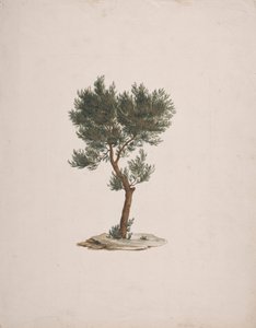 Juniperus procera Endl. (Afrikanische Bleistiftzeder): fertige Zeichnung der Baumgewohnheit von James Bruce
