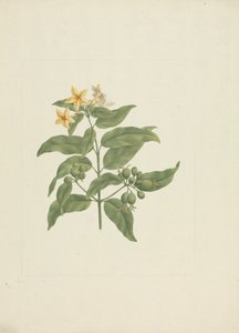 Mussaenda arcuata Lam. ex Poir.: fertige Zeichnung ohne Details von James Bruce