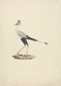 Sagittarius serpentarius (Sekretärvogel) von James Bruce