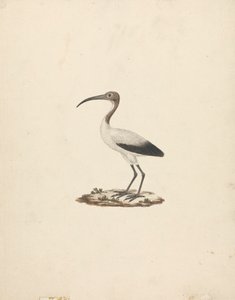 Threkiornis aethiopicus (Afrikanischer Heiliger Ibis)