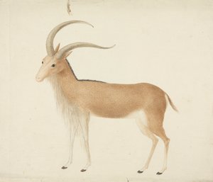 Unidentifiziertes Huftier von James Bruce