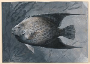 Engelfisch von James Carter Beard
