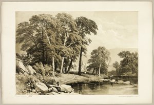 Schwarzpappel, aus Der Park und der Wald
