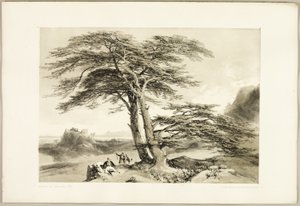 Zedern des Libanon, aus Der Park und der Wald