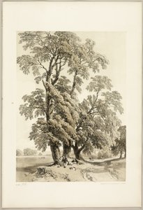 Ulme, aus Der Park und der Wald