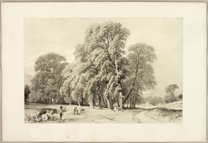 Platanen, aus Der Park und der Wald von James Duffield Harding
