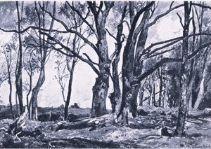 Kopfweiden in den Wiesen von Windsor, Nature in Britain, veröffentlicht von Collins von James Duffield Harding