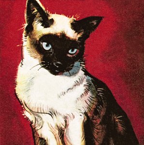 Siamkatze von James Edwin McConnell