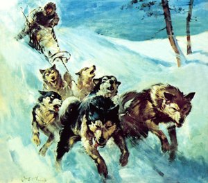 Der kanadische Husky