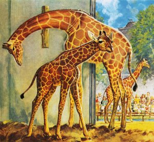 Virginia die Giraffe von James Edwin McConnell